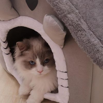 Pawzy Niche Velours pour Chat et Chien