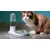 Distributeur d'eau automatique pour chats