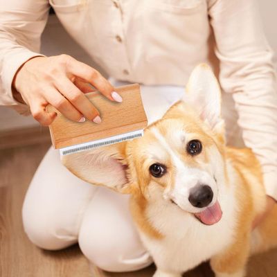 Brosse anti-chute de poils, brosse de toilettage pour chien