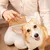 Brosse anti-chute de poils, brosse de toilettage pour chien