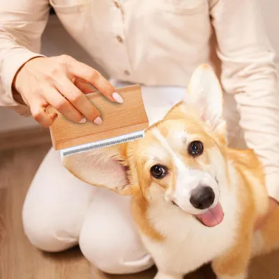 Brosse anti-chute de poils, brosse de toilettage pour chien