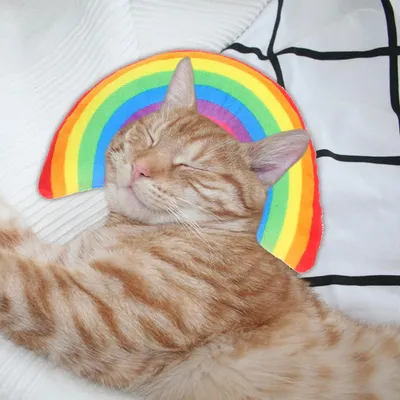 Oreiller à mâcher en peluche coloré