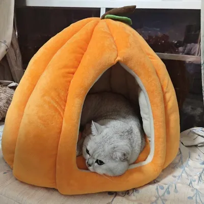 Maison pour chat citrouille