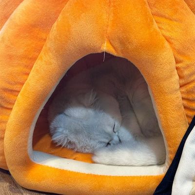 Maison pour chat citrouille