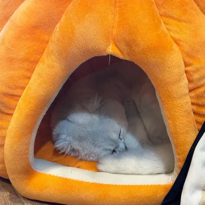 UAMLY casa de gatos calabaza
