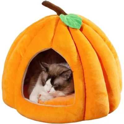 Maison pour chat citrouille
