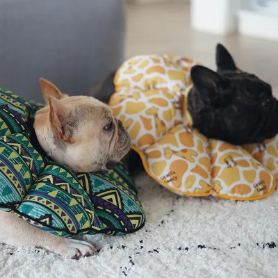 Collier de protection pour chien en forme de cône, vert