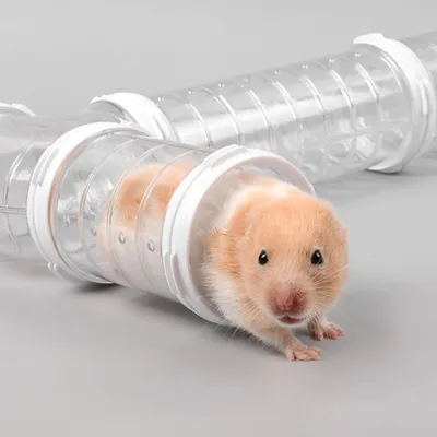 Système de tunnel pour hamster
