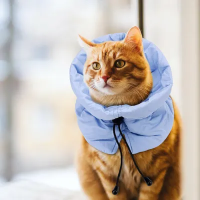 Collier de récupération réglable pour chats