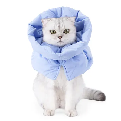 Collier de récupération réglable pour chats