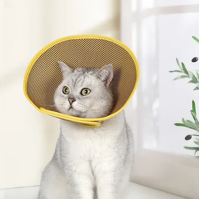 Cône de récupération réglable pour animaux