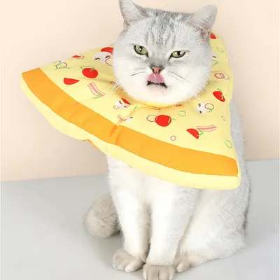 Collier de récupération imperméable pour chats Collier de récupération imperméable pour chats