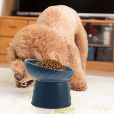 Gamelle surélevée anti-basculement en céramique pour chat