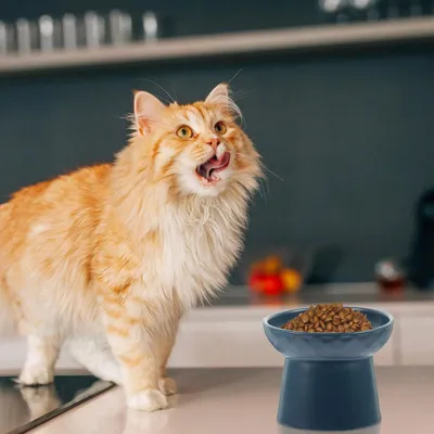 Gamelle surélevée anti-basculement en céramique pour chat