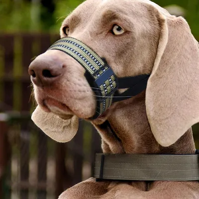 Muselière réfléchissante pour chien