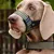 Muselière réfléchissante pour chien