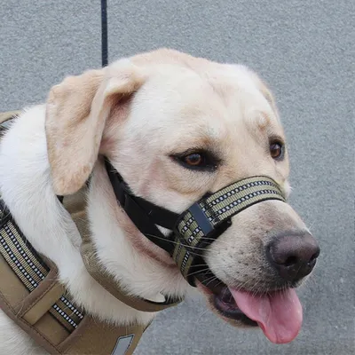 UAMLY Muselière réfléchissante pour chien