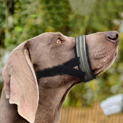 UAMLY Muselière réfléchissante pour chien