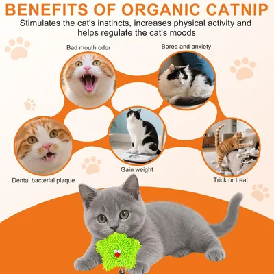 Jouet pour chat à l'herbe à chat - Étoile de mer verte