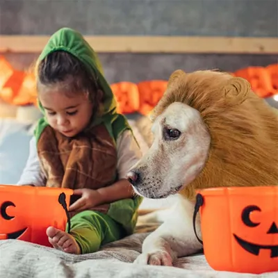 Halloween: Löwenkostüm mit Mähne und Ohren für Hunde Halloween: Löwenkostüm mit Mähne und Ohren für Hunde