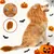 Halloween: Löwenkostüm mit Mähne und Ohren für Hunde Halloween: Löwenkostüm mit Mähne und Ohren für Hunde