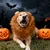 Halloween: Löwenkostüm mit Mähne und Ohren für Hunde Halloween: Löwenkostüm mit Mähne und Ohren für Hunde