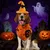 IntiMeg  Halloween-Kostüm mit Fledermaus-Hut für Hunde