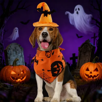 IntiMeg  Halloween-Kostüm mit Fledermaus-Hut für Hunde