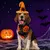 IntiMeg  Halloween-Kostüm mit Fledermaus-Hut für Hunde