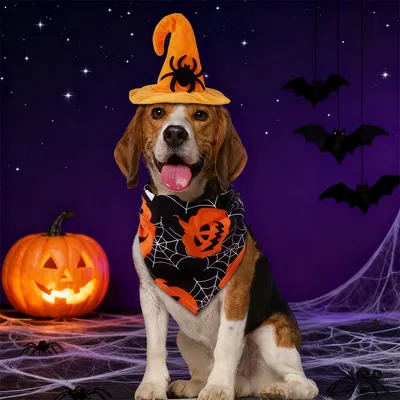 IntiMeg  Halloween-Kostüm mit Fledermaus-Hut für Hunde