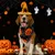 IntiMeg  Halloween-Kostüm mit Fledermaus-Hut für Hunde
