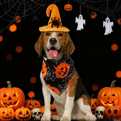 IntiMeg  Halloween-Kostüm mit Fledermaus-Hut für Hunde