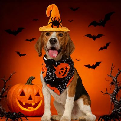 IntiMeg  Costume d'Halloween avec chapeau de chauve pour chien