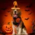 IntiMeg  Halloween-Kostüm mit Fledermaus-Hut für Hunde