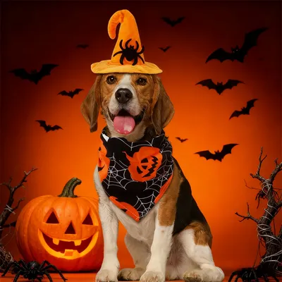 IntiMeg  Halloween-Kostüm mit Fledermaus-Hut für Hunde