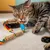 Corde de dentition pour chat