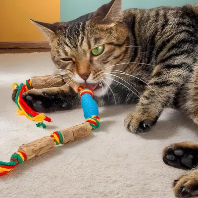 Corde de dentition pour chat