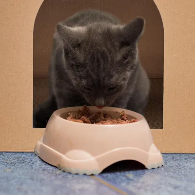 KPYTE Lit pour chat et griffoir