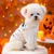 ZooVenture Leichter Halloween-Hoodie für Hunde und Katzen – Mumien-Stil ZooVenture Leichter Halloween-Hoodie für Hunde und Katzen – Mumien-Stil