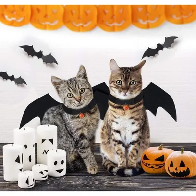 ZooVenture Fledermauskostüm für Hunde und Katzen – Halloween ZooVenture Fledermauskostüm für Hunde und Katzen – Halloween