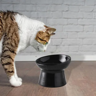 KPYTE Gamelle inclinée pour chat et chien