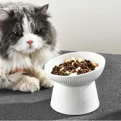 KPYTE Gamelle inclinée pour chat et chien