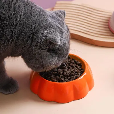 KPYTE Gamelle pour chat en céramique en forme de fruit