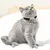 KPYTE Collier pour chat en forme de cœur KPYTE Collier pour chat en forme de cœur