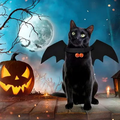 IntiMeg Halloween-Kostüm mit Fledermausflügeln für Hunde und Katzen