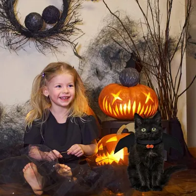 IntiMeg Halloween-Kostüm mit Fledermausflügeln für Hunde und Katzen