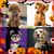 IntiMeg Collection Halloween : 12 colliers à nœud pour chat