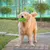 KPYTE Jouet de dentition couineur pour chien