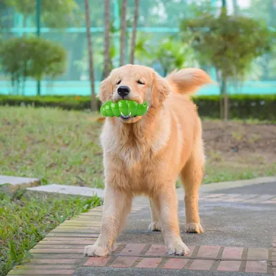KPYTE Jouet de dentition couineur pour chien