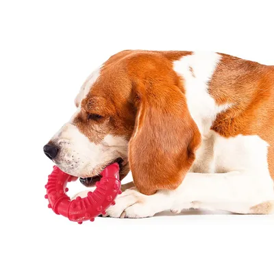 KPYTE Jouet à mâcher pour chien avec anneau